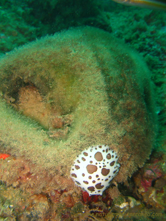 Peltodoris atromaculata